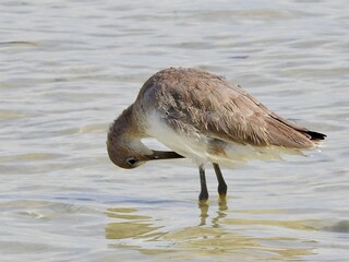 Sanibel birds and wildlife