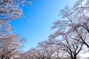 桜と青空イメージ
