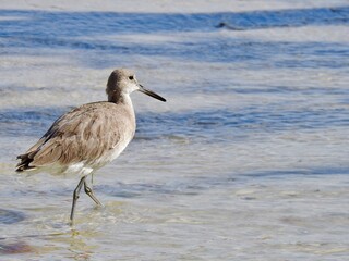 Sanibel birds and wildlife