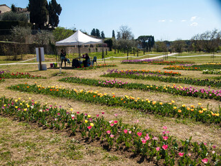 Italia, Firenze, campo di tulipani a Ponte a Mensola, campagna di Firenze sud. © gimsan