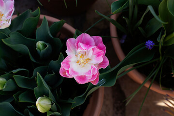 Close up of pink tulip in terra cotta pot