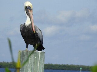 Sanibel birds and wildlife