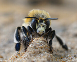 Facial closeup of a male of the hairy-footed flower bee , Anthophora plumipes