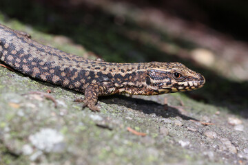 Podarcis muralis sunning on an old wall
