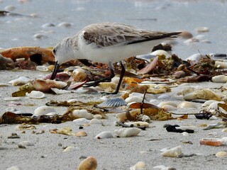Fototapeta premium Sanibel birds and wildlife
