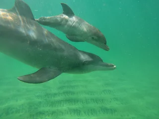 Gordijnen Mother and newborn bottle-nosed dolphin calf © Samantha