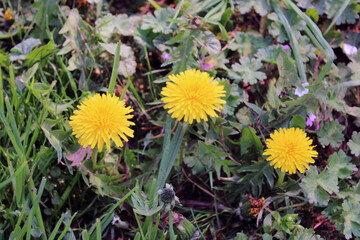 Margherite di Tarassaco