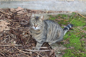 tabby cat in the grass