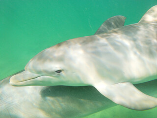 Swimming with mother and calf bottlenosed dolphins