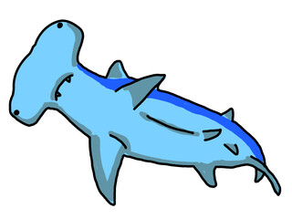 泳いでいるシュモクザメ