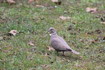 gray pigeon on the grass