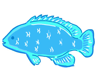 泳いでいるルリスズメダイ