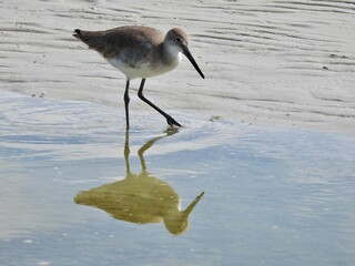 Sanibel birds and wildlife