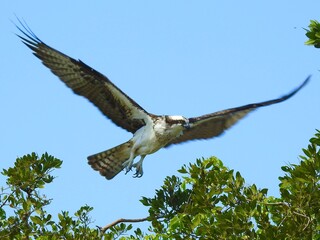 Sanibel birds and wildlife