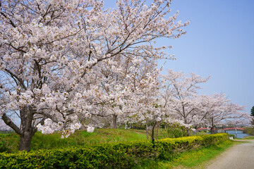 ハナショウブ 香川県亀鶴公園 Wall Mural Wallpaper Murals Kozo