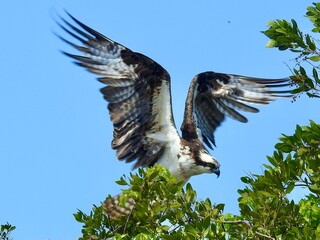 Eagle on Sanibel