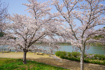 Fototapeta na wymiar 桜　亀鶴公園(香川県さぬき市)