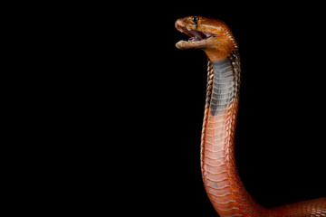 Red spitting cobra  (Naja pallida)