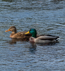 Fototapeta premium duck in the water