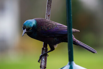 Close-up of Large common crackle bird on a post