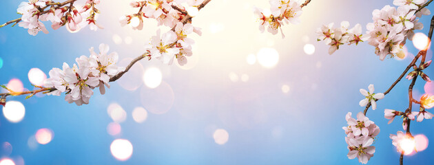 Flowering Spring, sakura blossoming branches on blue sky background with bokeh, light. Happy Easter holiday, top view, banner