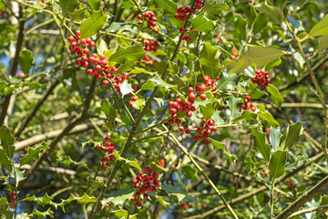 Stechpalme mit Beeren, Wesemlin, Klostergarten, Luzern, Schweiz