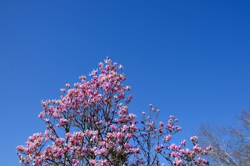 Beautiful pink flowers on a tree with a blue sky on the background