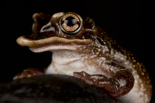 Yucatan Casque-headed tree frog (Triprion petasatus)