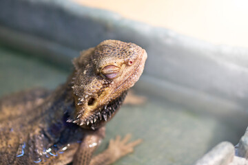 A pogona lizard sitting on a  water  in a terrarium zoo.