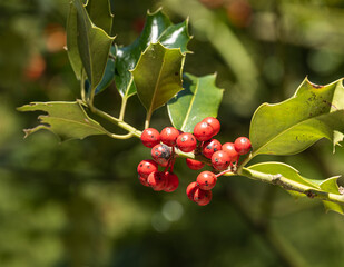 Stechpalme mit Beeren, Wesemlin, Klostergarten, Luzern, Schweiz