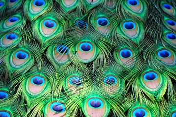 Tuinposter Kleurrijke pauwenveren achtergrond: close-up © Prin