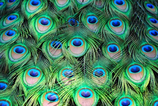 Colorful peacock feathers background : close up