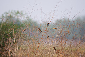 A group  of small birds looking for food during the day