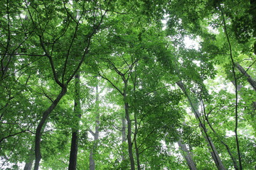 新緑の森林のイメージ
