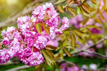 Japanese cherry blossoms on a green natural background