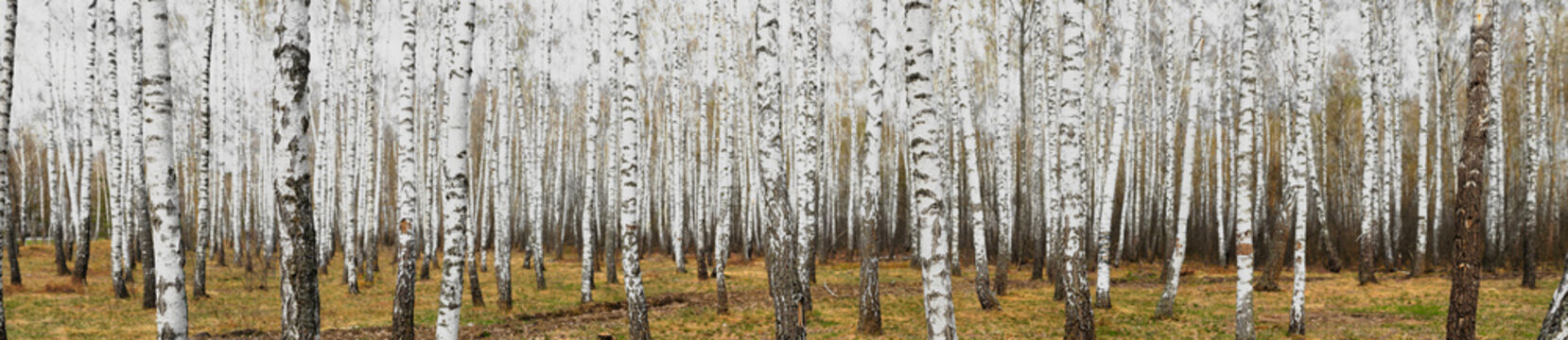 White birch grove in the spring. background