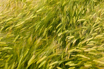 밀밭 사이로 부는 바람