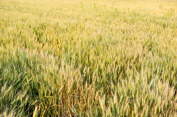 밀밭 사이로 부는 바람