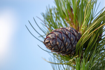 a ripe cedar cone hangs on a fluffy green branch, against the blue sky. copy space