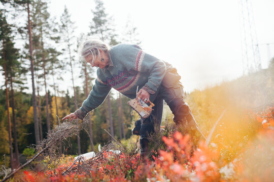 Senior woman picking berries