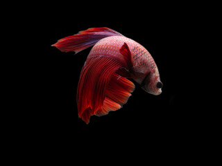 red siamese fighting fish