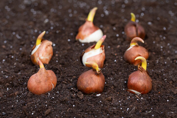 flower bulbs for planting in the garden © meegi