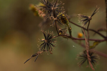 Obraz premium thistle in the wind