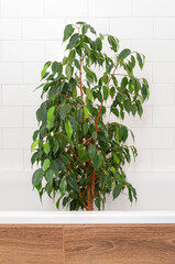 Home gardening. A tree stands in bath for washing. Watering and caring for plants. Clean air at home. ficus at home