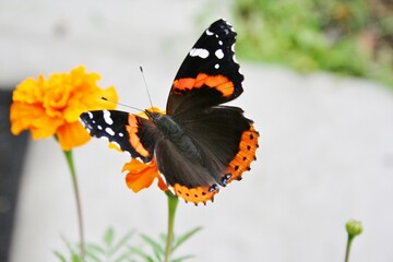 Fototapeta na wymiar A beautiful Red Admiral butterfly seated on an orange marigold flower. 