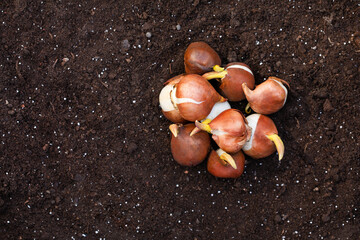 Fototapeta premium cebulki kwiatów gotowe do posadzenia w ogrodzie