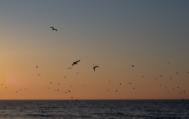 Seagulls on the background of the sunset on the sea