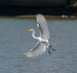 Great egret on the lake eating fish