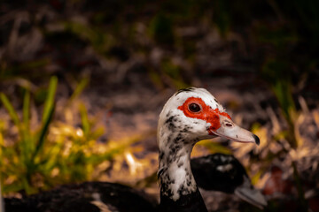 Close up of a adultescent duck in grass 