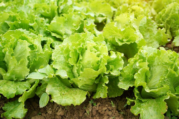 Lettuce leaves Planting in farmers garden for food